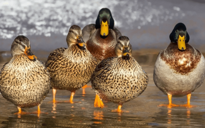 Get Your Ducks in a Row to Ensure Business Compliance