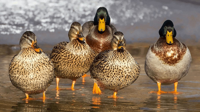 Get Your Ducks in a Row to Ensure Business Compliance